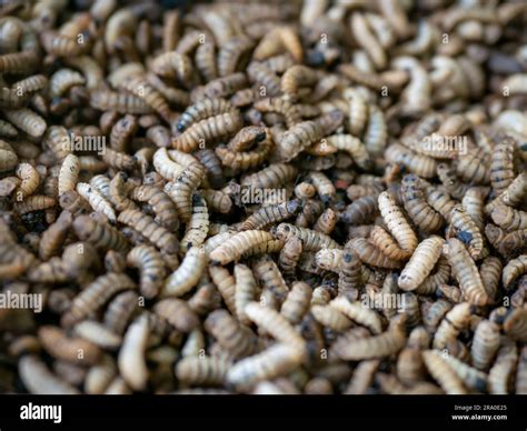 Larves de mouche soldat noire dans un compost