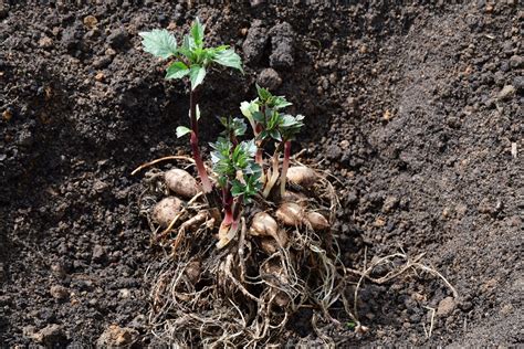 Schéma anatomique d'un tubercule de dahlia avec racines, collet et œil