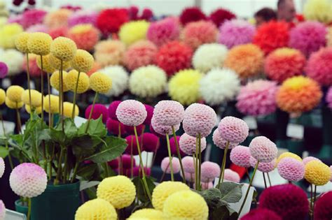 Infographie des différentes formes de fleurs de dahlias (cactus, pompon, décoratif, simple, collerette)