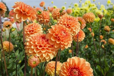 Étals colorés de bulbes de dahlias dans une jardinerie spécialisée