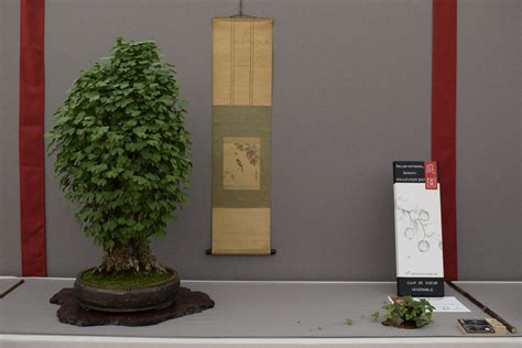 Illustration d'une variété de tablettes de présentation pour bonsaï, y compris des tables tournantes et des tables Shohin