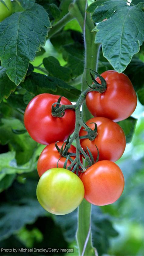 Diversité de fruits et légumes adaptés à la culture en pot