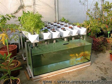 Système d'aquaponie domestique