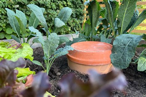 Installation d'une olla dans un potager