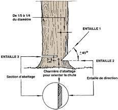 Technique d'abattage des arbres