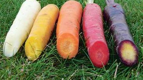 Carottes de différentes couleurs