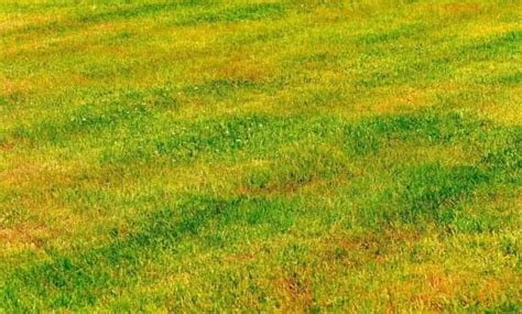 photo comparative d'une pelouse saine et d'une pelouse atteinte par la rouille
