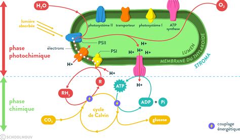 Cycle de la Photosynthèse et Rôle du Magnésium