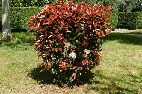 Photinia en pleine floraison printanière avec ses contrastes de couleurs