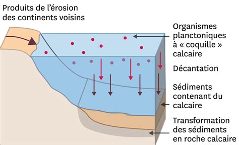 Formation du calcaire