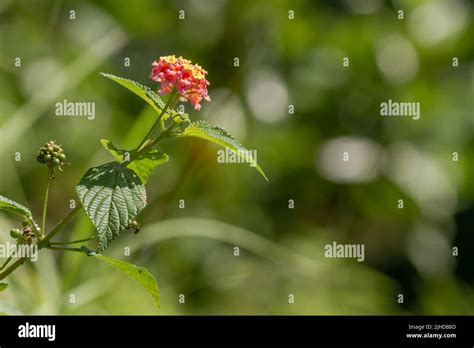 Feuilles de Lantana camara