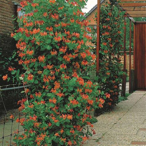 Illustration d'un chèvrefeuille à fleurs orangées grimpant sur un treillis