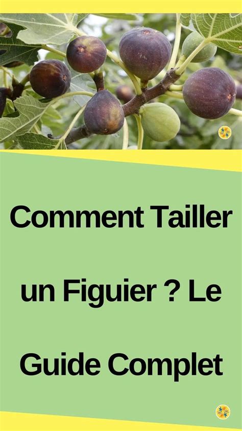 Schéma d'irrigation du figuier