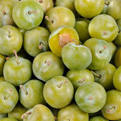 Détail macroscopique montrant la chair translucide et juteuse d'une prune Reine-Claude Diaphane