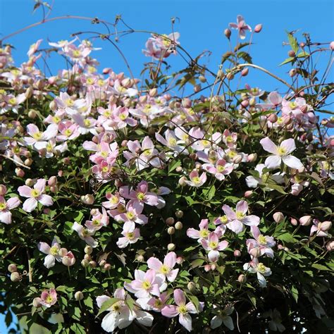 Vue d'ensemble d'une pergola recouverte de Clematis montana en pleine floraison printanière