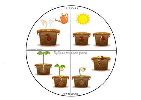 Diagramme illustrant les besoins d'une graine pour germer (eau, chaleur, oxygène, lumière)