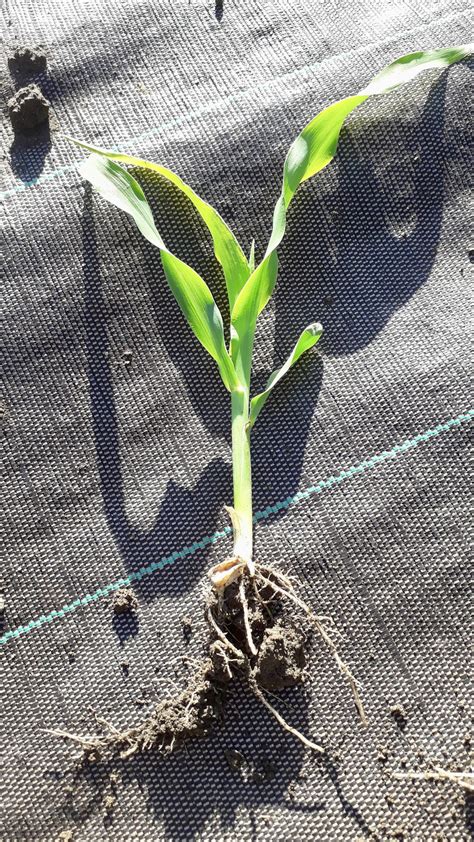 Photo d'un jeune plant repiqué en pleine terre avec un voile de croissance.