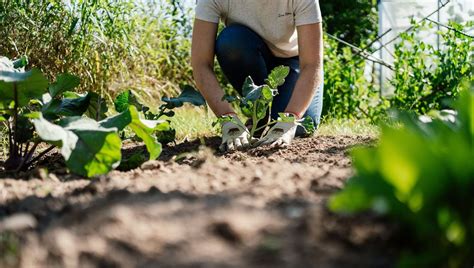 Image d'un jardinier expérimenté donnant des conseils à un jeune jardinier dans un potager bio.