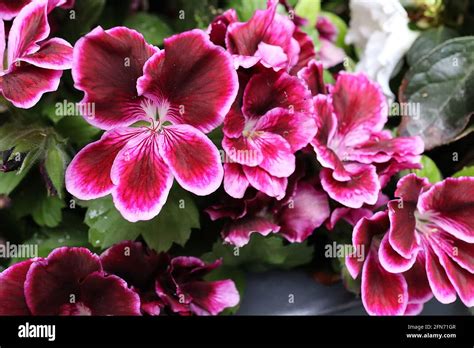 bouquet de géraniums à grandes fleurs (Pelargonium grandiflorum) avec des couleurs variées
