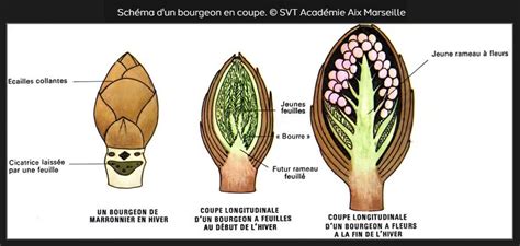 Schéma illustrant le cycle de vie d'un bourgeon de framboisier et son potentiel thérapeutique