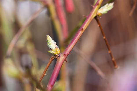 Photo macro d'un jeune bourgeon de framboisier au printemps