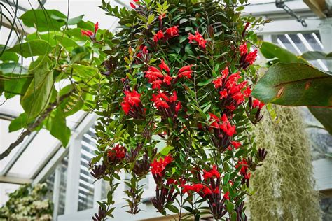 Aeschynanthus en suspension dans un salon lumineux