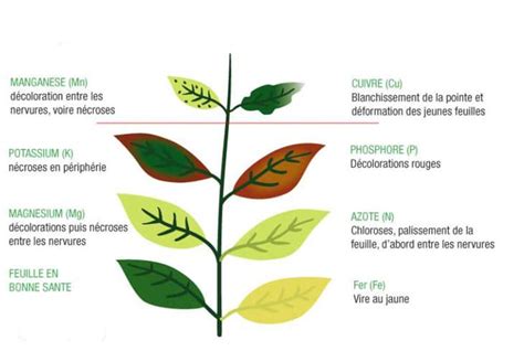 Illustration des signes de carence ou d'excès sur les feuilles