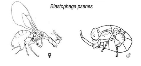 Illustration du blastophage