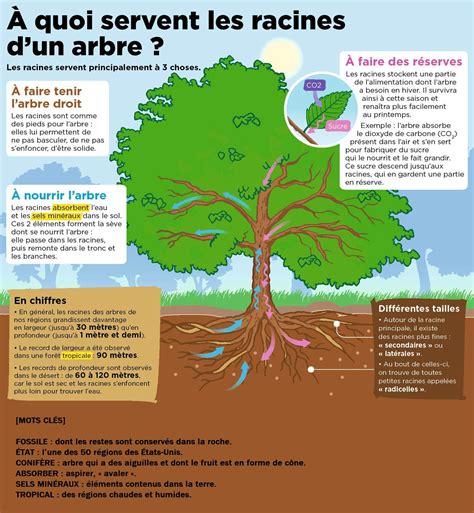 Diagramme montrant l'importance du drainage pour les racines d'un arbre