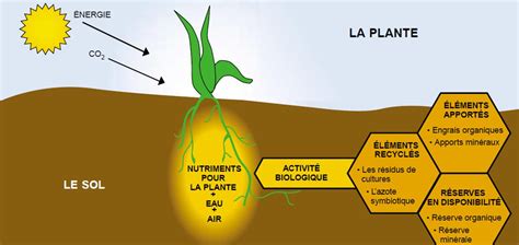 schéma sur la fertilisation des plantes en pot