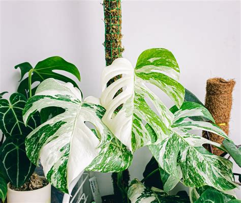 Monstera deliciosa variegata dans un intérieur lumineux