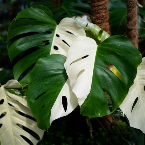 Feuillage sain de Monstera variegata avec motifs distincts