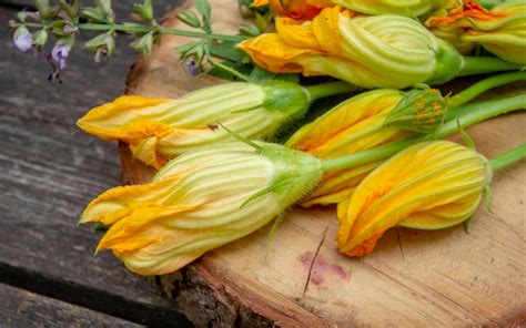 Fleur de courge