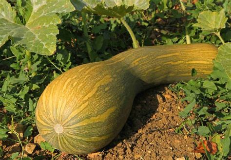 Récolte de courges