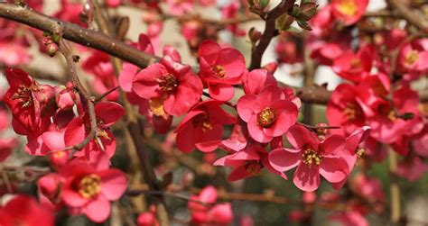 cognassier en fleurs au printemps