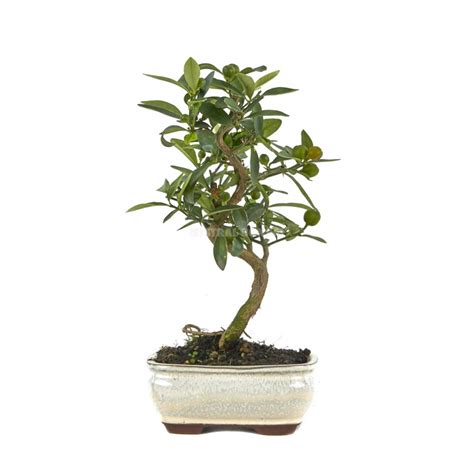 Un bonsaï Citrus kinzu au tronc en forme de S dans un pot en céramique vert forêt