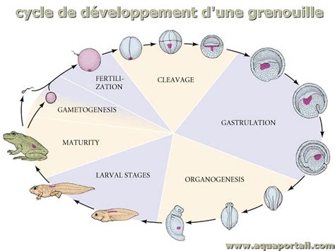 Schéma illustrant le cycle de vie des acariens et les différents stades de développement