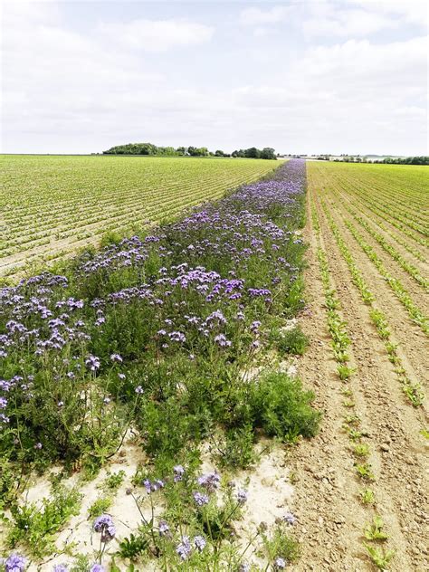 Photo d'une bande fleurie en bordure de planche de culture maraîchère