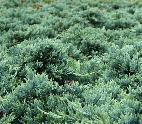 Exemple de plateau foliaire dense sur un Juniperus horizontalis