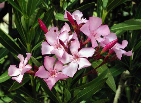 Photographie détaillée d'un Nerium oleander en fleurs