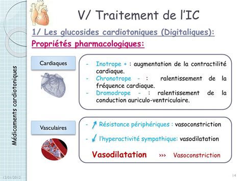 Schéma illustrant les effets des glycosides cardiotoniques sur le muscle cardiaque