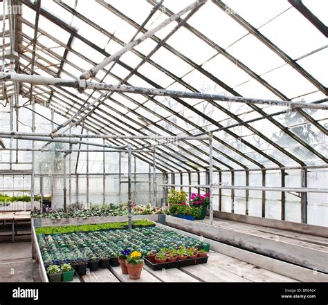 Vue intérieure d'une serre de production de fraises en libre-cueillette