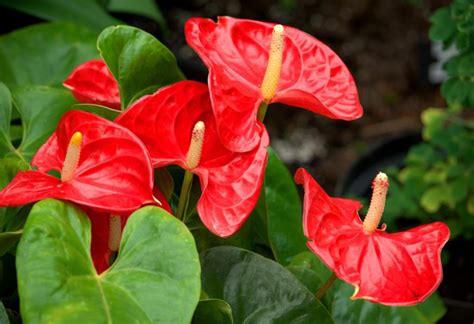anthurium avec des fleurs rouges et feuillage brillant