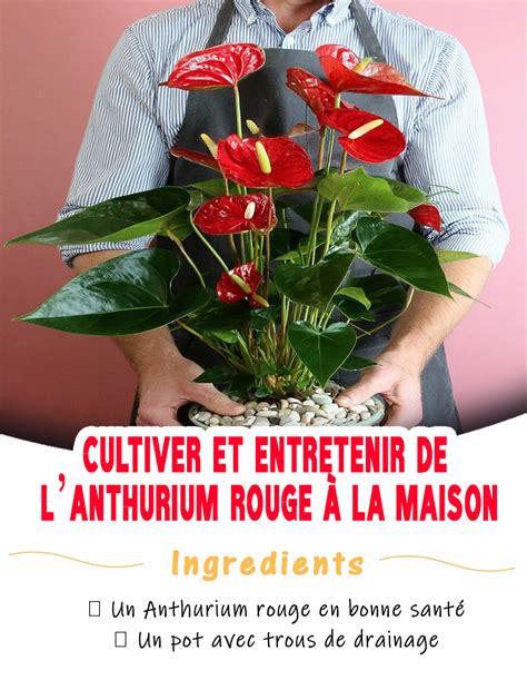 schéma illustrant l'arrosage correct de l'anthurium avec drainage