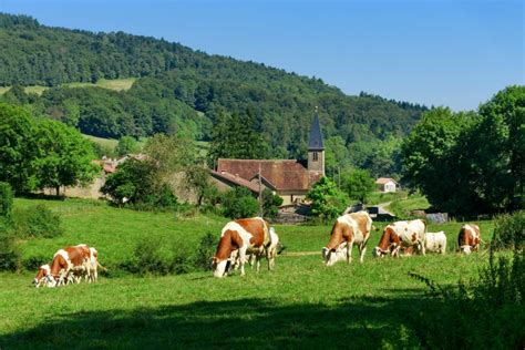 Paysage des montagnes du Jura avec pâturages et vaches Montbéliardes