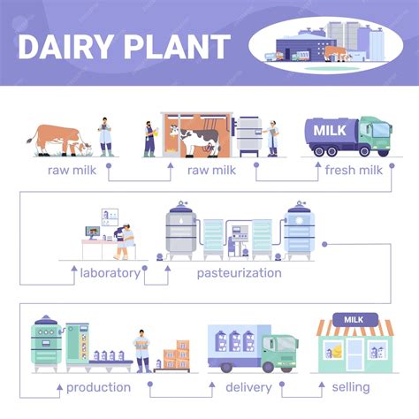 Infographie comparant les étapes de la transformation laitière