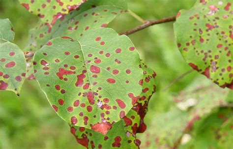 Schéma illustrant les symptômes des principales maladies cryptogamiques sur les feuilles de rosier