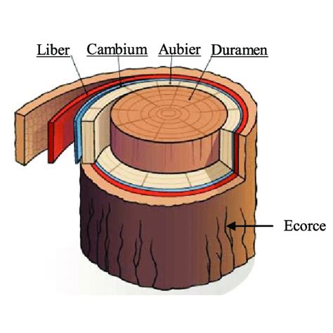 Schéma illustrant la structure de l'écorce et la couche de cambium