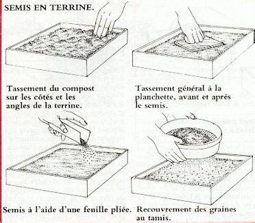 Schéma illustrant le semis clair en terrine et le repiquage en godets