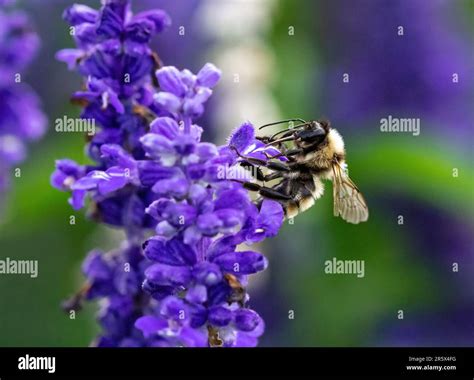Vue rapprochée sur un bourdon butinant une fleur d'origan